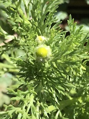 Matricaria discoidea