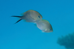 Chromis ternatensis
