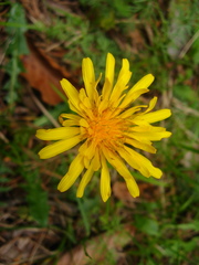 Taraxacum confusum