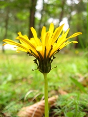 Taraxacum confusum