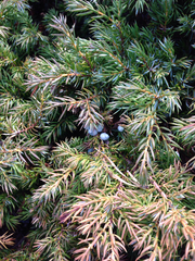 Juniperus communis depressa