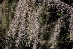 Tillandsia usneoides