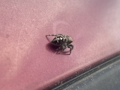 Phidippus audax