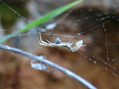 Uloborus walckenaerius