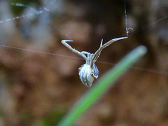 Uloborus walckenaerius