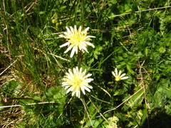 Taraxacum confusum
