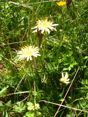 Taraxacum confusum