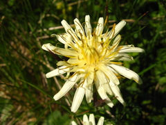 Taraxacum confusum