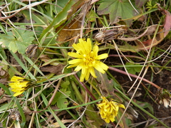 Taraxacum confusum