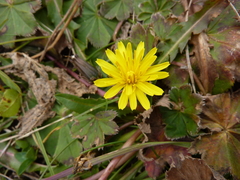 Taraxacum confusum