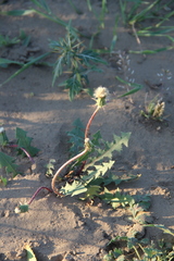 Taraxacum desertorum