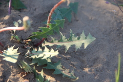 Taraxacum desertorum