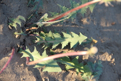 Taraxacum desertorum
