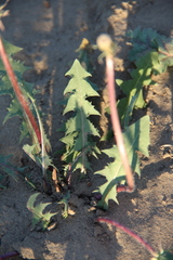 Taraxacum desertorum