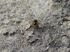 Salticidae