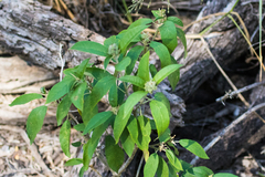 Croton cortesianus