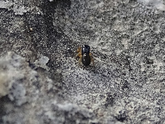 Salticidae