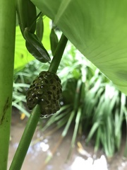 Natalobatrachus bonebergi