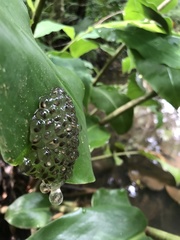 Natalobatrachus bonebergi