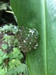 Natalobatrachus bonebergi