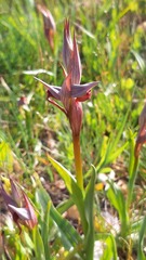 Serapias strictiflora