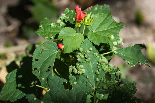 Hibiscus Erineum Mite