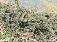 Asparagus acutifolius