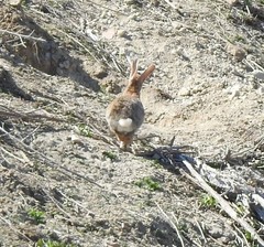 Oryctolagus cuniculus