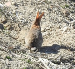 Oryctolagus cuniculus