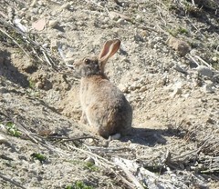 Oryctolagus cuniculus