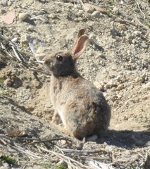 Oryctolagus cuniculus