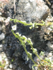Pectocarya recurvata