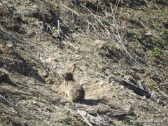 Oryctolagus cuniculus