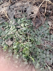 Chelidonium majus