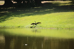 Anhinga anhinga