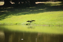 Anhinga anhinga
