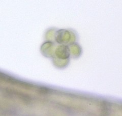 Sphaerocystis