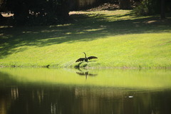 Anhinga anhinga