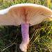 Field Blewit - Photo (c) Danilo Ugrnov, some rights reserved (CC BY-NC), uploaded by Danilo Ugrnov