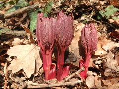 Paeonia caucasica