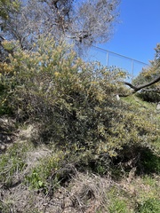 Acacia redolens