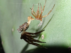 Cyrtophora citricola