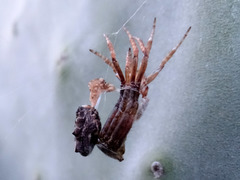 Cyrtophora citricola