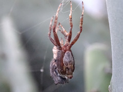 Cyrtophora citricola