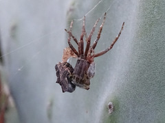 Cyrtophora citricola