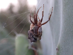 Cyrtophora citricola