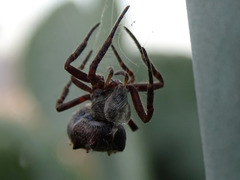 Cyrtophora citricola