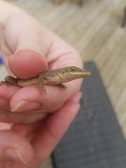 Anolis carolinensis