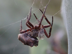 Cyrtophora citricola