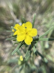 Lithospermum mirabile